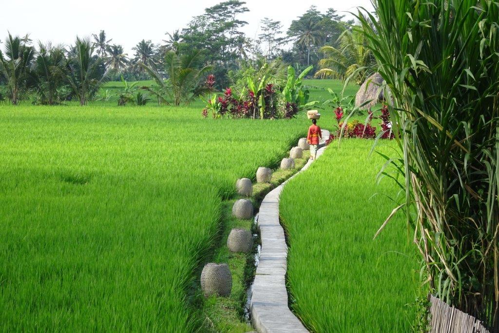 Mathis Retreat Ubud Zewnętrze zdjęcie