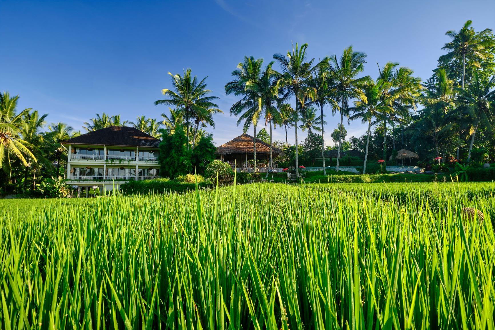 Mathis Retreat Ubud Zewnętrze zdjęcie