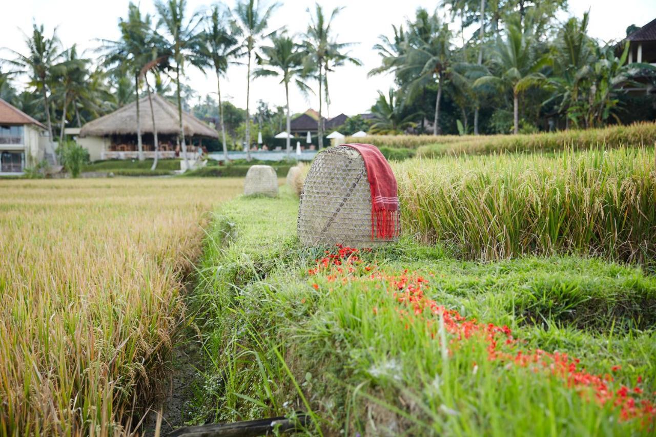 Mathis Retreat Ubud Zewnętrze zdjęcie